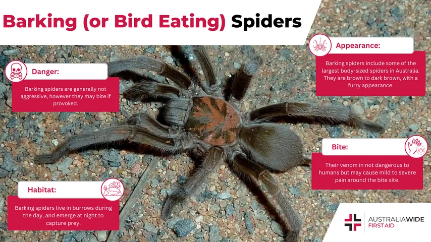 Barking spider infographic